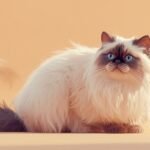 Unmasking the Silent Sufferers Top Health Concerns for Persian Cats in 2026