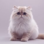 Your Persian Cat's Secret to a Flawless Coat in 2026