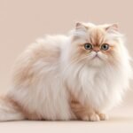 Tangle-Free & Fabulous Your Persian Cat's Ultimate Grooming Guide 2026