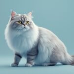 Unlocking Peak Health 7 Vital Tips for Your Persian Cat in 2026