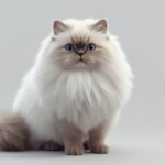 Unveiling the Silky Secret The 2026 Guide to Persian Cat Grooming