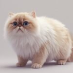 Purr-fect Coats A 2026 Guide to Grooming Your Persian Cat Without the Fuss