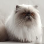 Effortless Elegance Daily Grooming Secrets for Your Persian Cat