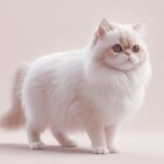 Want a Super Healthy Persian Cat in 2026 Unlock the 7 Vital Secrets