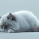 The Silent Sickness Unmasking Hidden Health Risks for Your Persian Cat in 2026